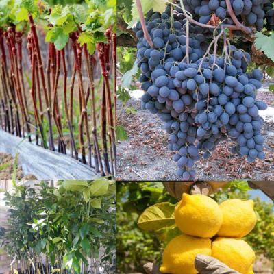 Fytoria Kaliergies Lemonies Portokalies Mantarinies Krissa Gi Irakleio Kritis