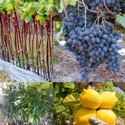 Fytoria Kaliergies Lemonies Portokalies Mantarinies Krissa Gi Irakleio Kritis