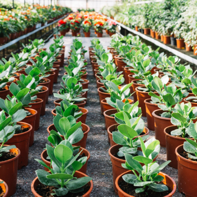 Krissa Gi Katasthma Iraklio Kritis Geopono Kalopistika Louloudia